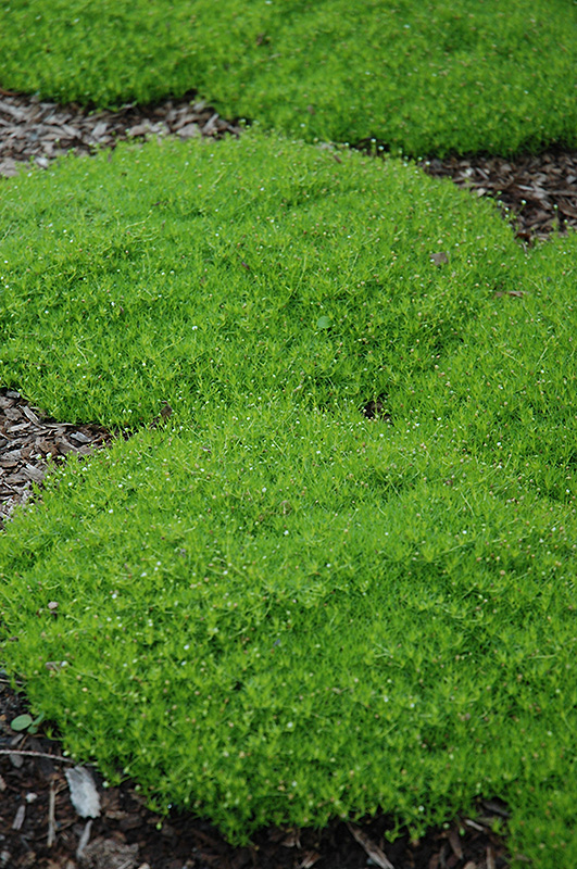 Irish Moss (Sagina subulata) at Chalet Nursery