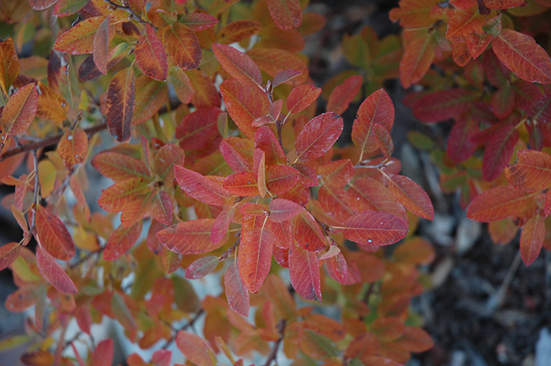 Rainbow Pillar Serviceberry (Amelanchier canadensis 'Glennform') at Chalet Nursery