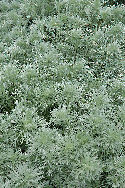 Silver Mound Artemesia (Artemisia schmidtiana 'Silver Mound') at Chalet Nursery