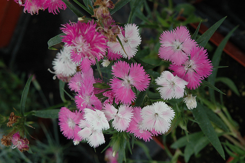 First Love Pinks (Dianthus 'First Love') in Wilmette Chicago Evanston ...