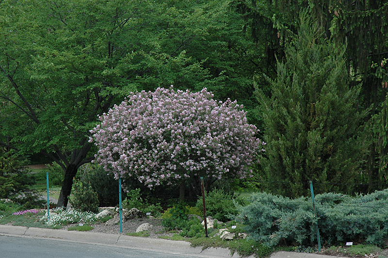 Dwarf Korean Lilac (tree form) (Syringa meyeri 'Palibin (tree form)') at Chalet Nursery