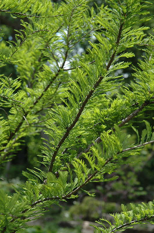 Bald Cypress (Taxodium distichum) at Chalet Nursery