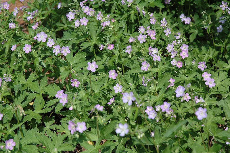 Spotted Cranesbill (Geranium maculatum) in Wilmette Chicago Evanston ...