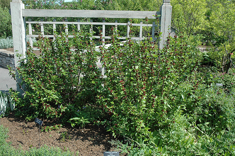 Common Sweetshrub (Calycanthus floridus) at Chalet Nursery
