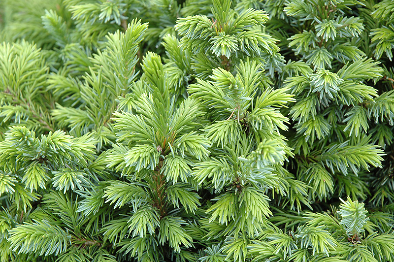 Dwarf Serbian Spruce (Picea omorika 'Nana') at Chalet Nursery