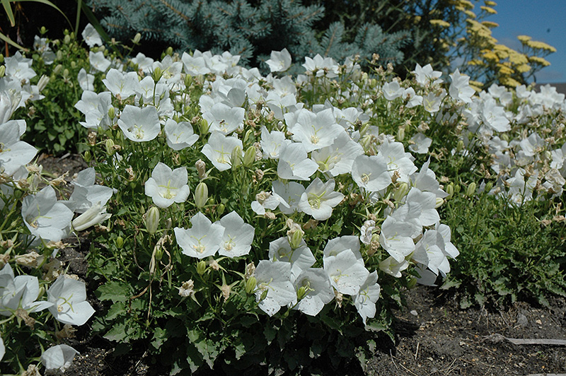 White Clips Bellflower (Campanula carpatica 'White Clips') at Chalet Nursery