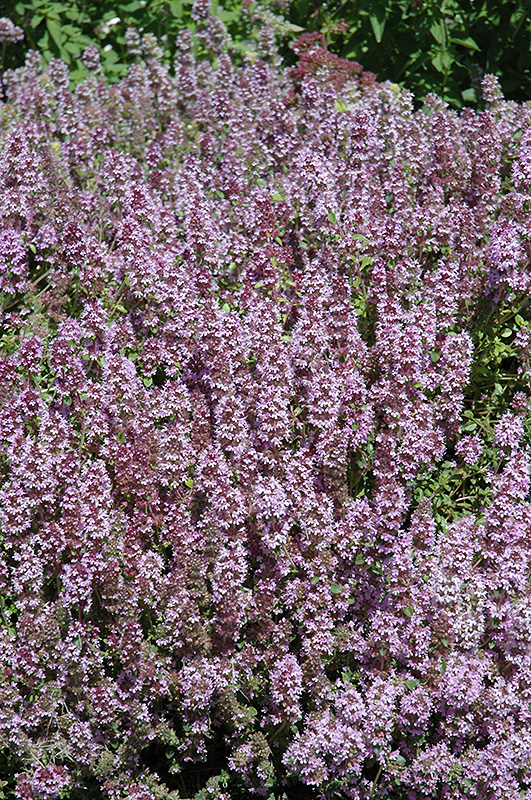 Mother-of-Thyme (Thymus praecox) at Chalet Nursery