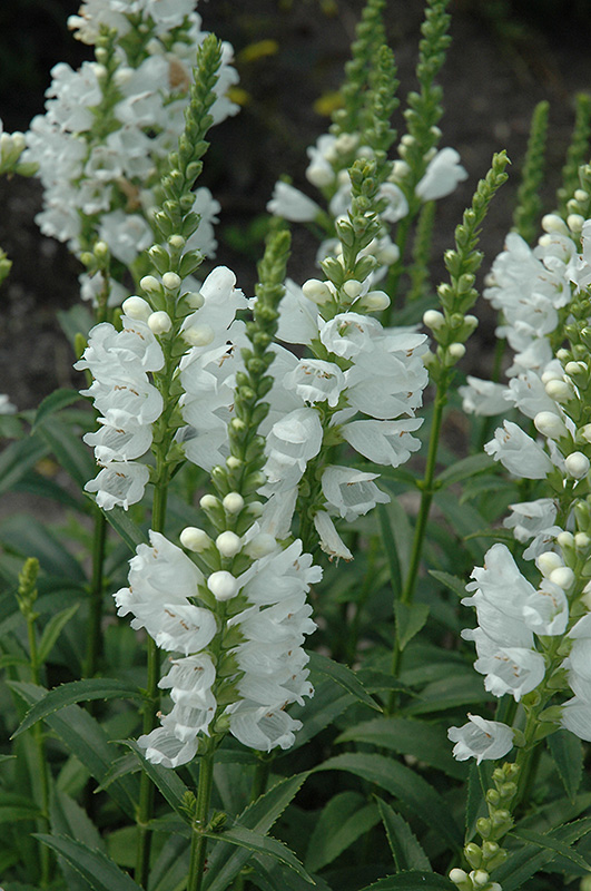 Miss Manners Obedient Plant (Physostegia virginiana 'Miss Manners') at Chalet Nursery