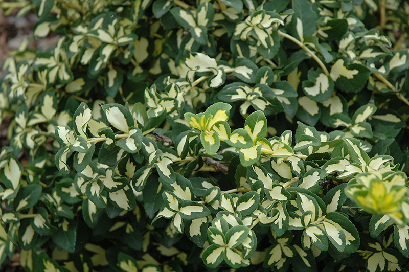 Moonshadow Euonymus (Euonymus fortunei 'Moonshadow') at Chalet Nursery