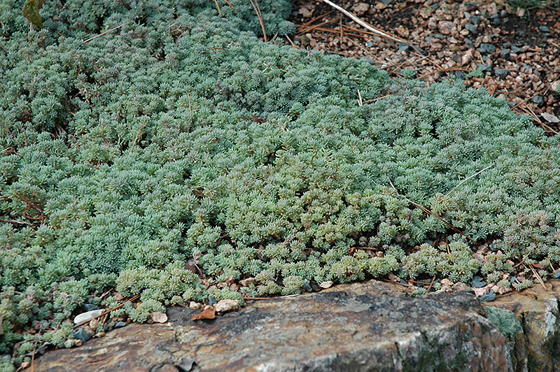 Spanish Stonecrop (Sedum hispanicum) at Chalet Nursery