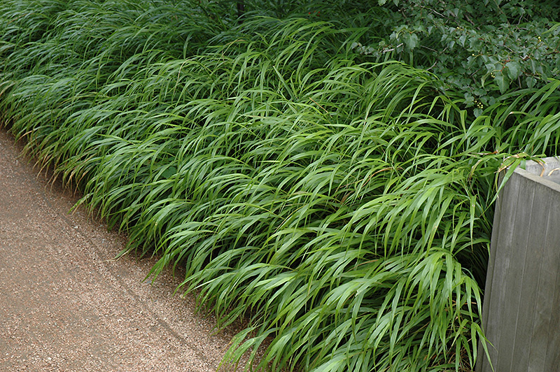 Japanese Woodland Grass (Hakonechloa macra) at Chalet Nursery