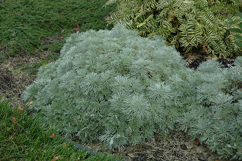 Silver Mound Artemesia (Artemisia schmidtiana 'Silver Mound') at Chalet Nursery