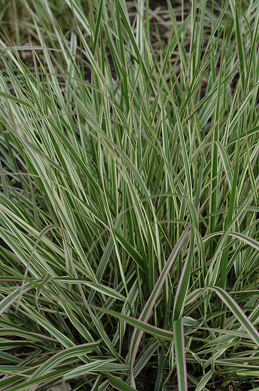 Variegated Reed Grass (Calamagrostis x acutiflora 'Overdam') at Chalet Nursery