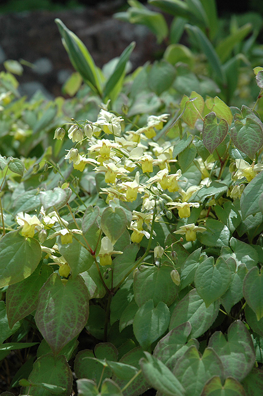 Yellow Barrenwort (Epimedium x versicolor 'Sulphureum') at Chalet Nursery