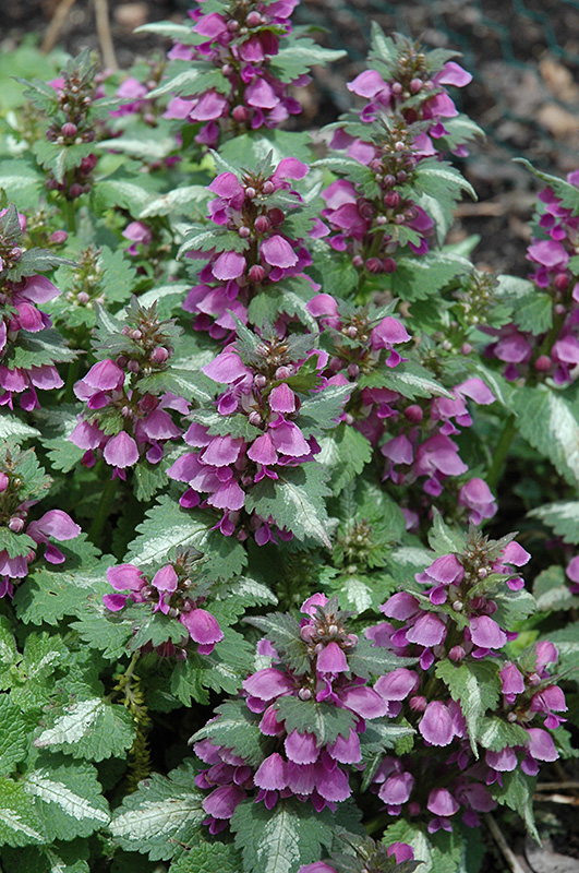 Chequers Spotted Dead Nettle (Lamium maculatum 'Chequers') at Chalet Nursery