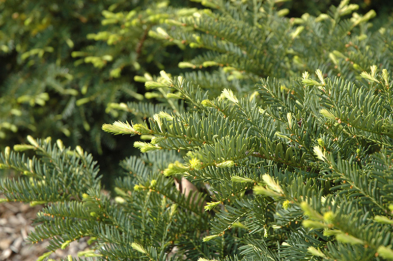Green Wave Yew (Taxus x media 'Green Wave') at Chalet Nursery