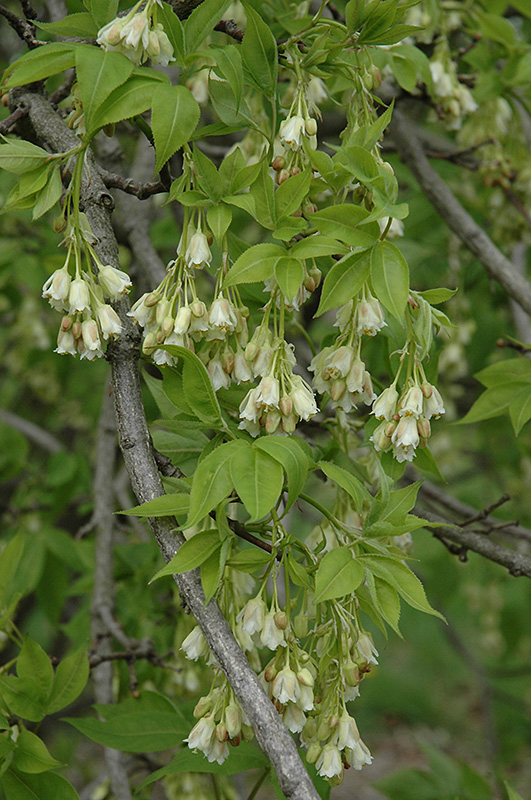 American Bladdernut (Staphylea trifolia) at Chalet Nursery
