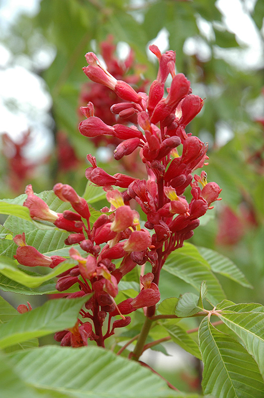 Red Buckeye (Aesculus pavia) at Chalet Nursery