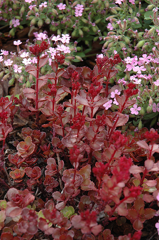 Red Carpet Stonecrop (Sedum spurium 'Red Carpet') at Chalet Nursery