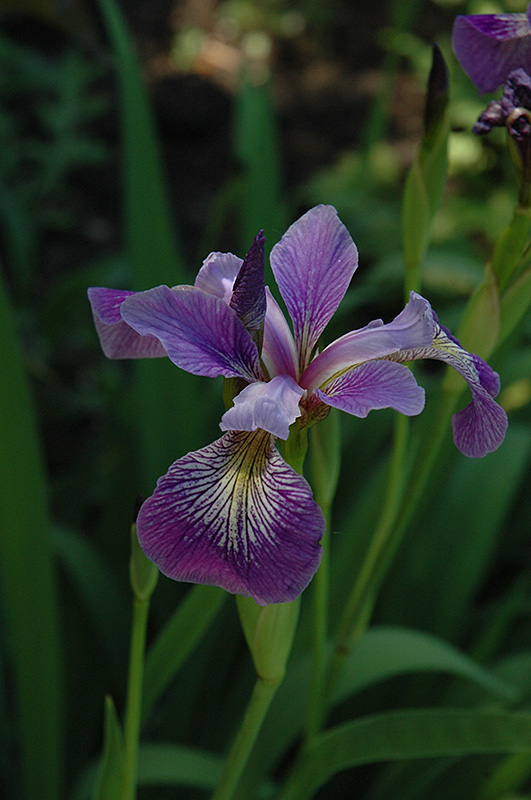 Blue Flag Iris (Iris versicolor) at Chalet Nursery