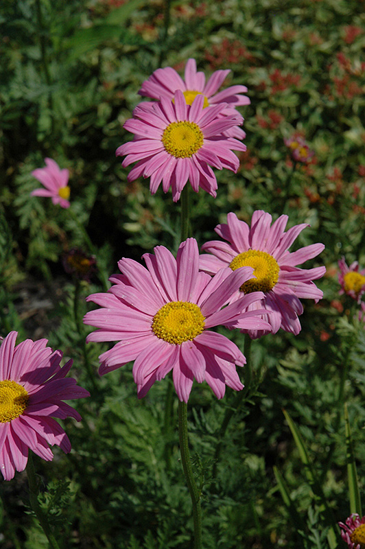 Robinson's Pink Painted Daisy (Tanacetum coccineum 'Robinson's Pink') at Chalet Nursery