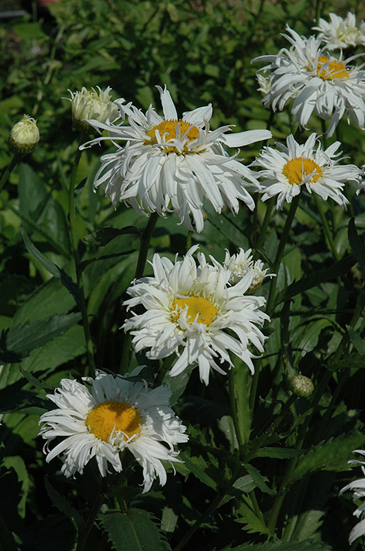 Crazy Daisy Shasta Daisy (Leucanthemum x superbum 'Crazy Daisy') in ...