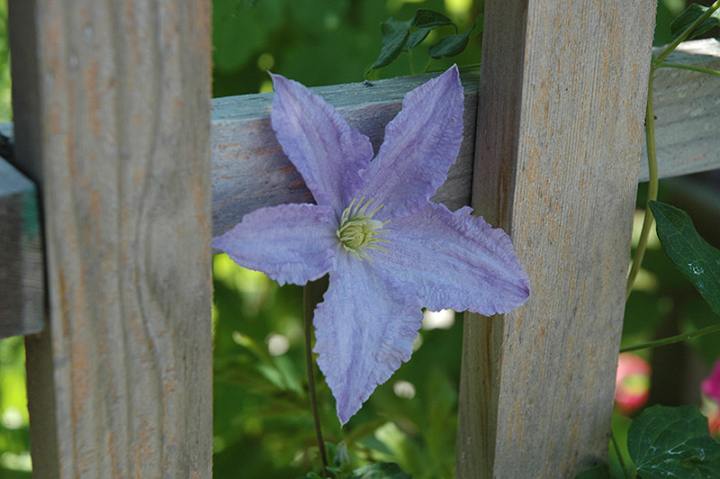 Blue Angel Clematis (Clematis 'Blue Angel') at Chalet Nursery