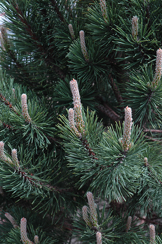 Tannenbaum Mugo Pine (Pinus mugo 'Tannenbaum') at Chalet Nursery