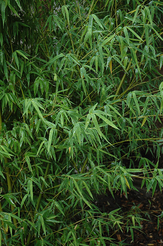 Yellow Grove Bamboo (Phyllostachys aureosulcata) at Chalet Nursery