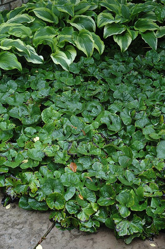 Canadian Wild Ginger (Asarum canadense) at Chalet Nursery