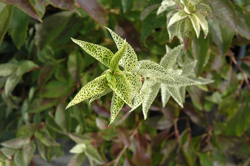 Kumson Forsythia (Forsythia viridissima 'Kumson') at Chalet Nursery
