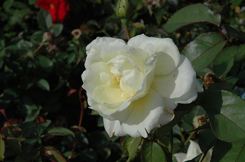 Macy's Pride Rose (Rosa 'BAIcream') at Chalet Nursery