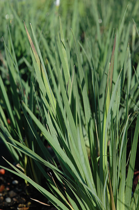 Lucerne Blue-Eyed Grass (Sisyrinchium angustifolium 'Lucerne') at Chalet Nursery