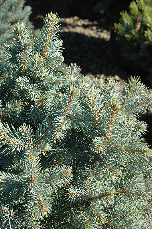 Sester Dwarf Blue Spruce (Picea pungens 'Sester Dwarf') at Chalet Nursery