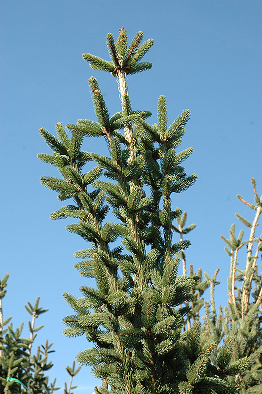 Columnar Norway Spruce (Picea abies 'Cupressina') at Chalet Nursery