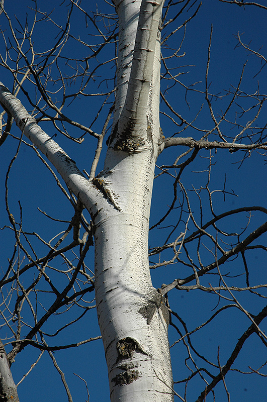 Trembling Aspen (Populus tremuloides) at Chalet Nursery