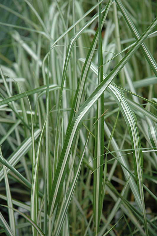 Avalanche Reed Grass (Calamagrostis x acutiflora 'Avalanche') at Chalet Nursery