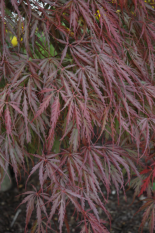 Tamukeyama Japanese Maple (Acer palmatum 'Tamukeyama') at Chalet Nursery