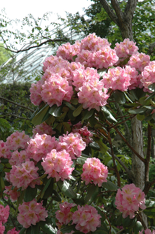 Scintillation Rhododendron (Rhododendron 'Scintillation') at Chalet Nursery