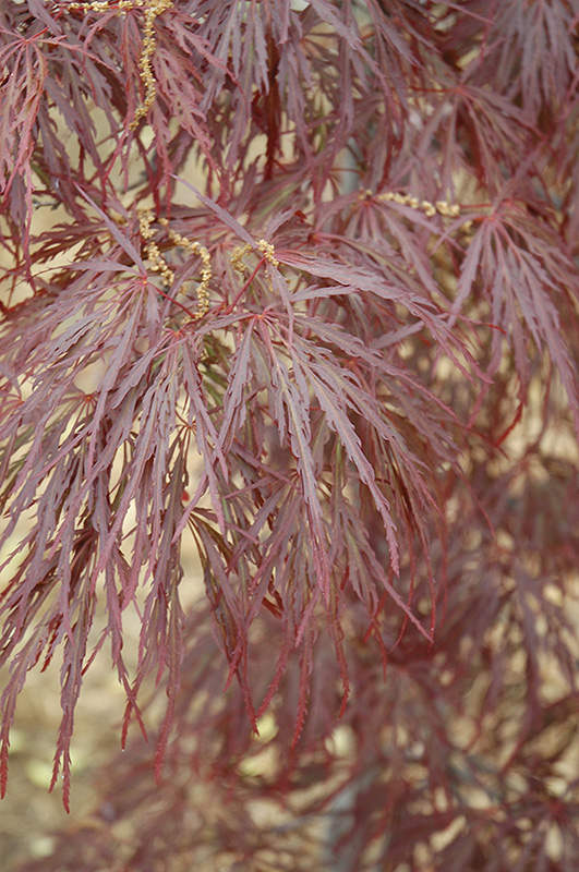 Garnet Cutleaf Japanese Maple (Acer palmatum 'Garnet') at Chalet Nursery