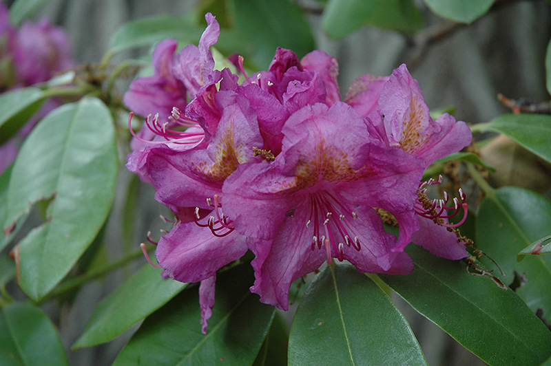 Lee's Dark Purple Rhododendron (Rhododendron catawbiense 'Lee's Dark Purple') at Chalet Nursery