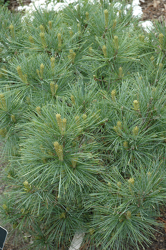 Blue Shag White Pine (Pinus strobus 'Blue Shag') at Chalet Nursery
