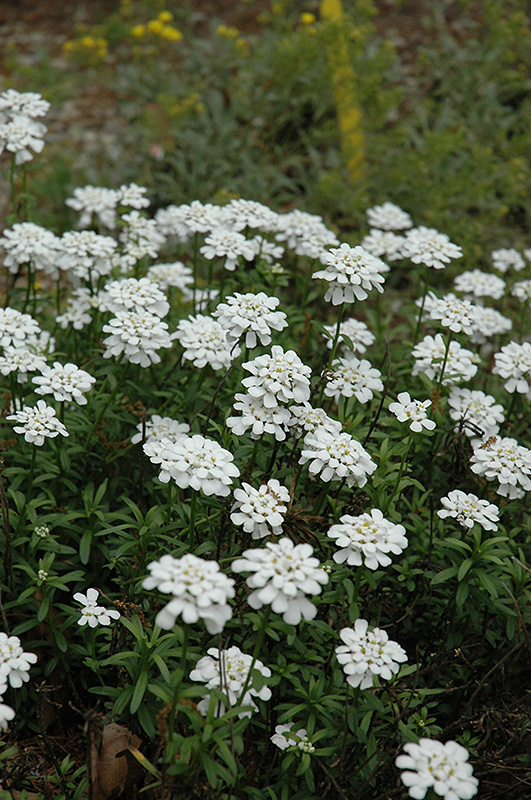 Purity Candytuft (Iberis sempervirens 'Purity') at Chalet Nursery