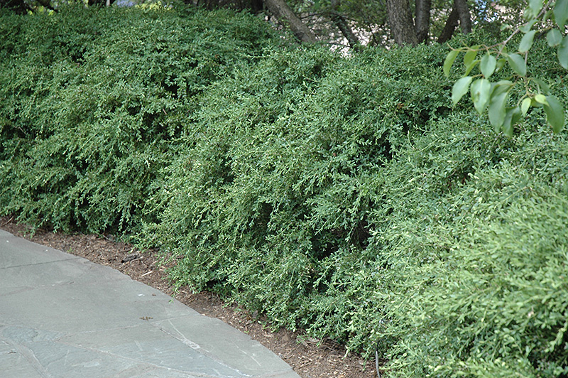 Wintergreen Korean Boxwood (Buxus microphylla 'Wintergreen') at Chalet Nursery