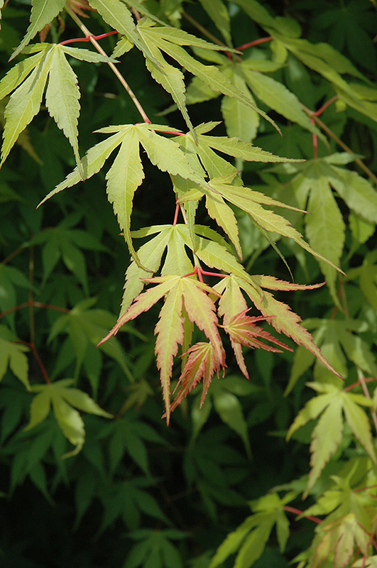 Katsura Japanese Maple (Acer palmatum 'Katsura') at Chalet Nursery