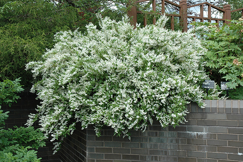 Slender Deutzia (Deutzia gracilis) at Chalet Nursery
