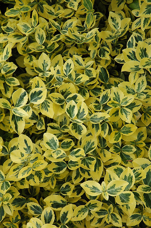 Emerald 'n' Gold Euonymus (Euonymus fortunei 'Emerald 'n' Gold') at Chalet Nursery
