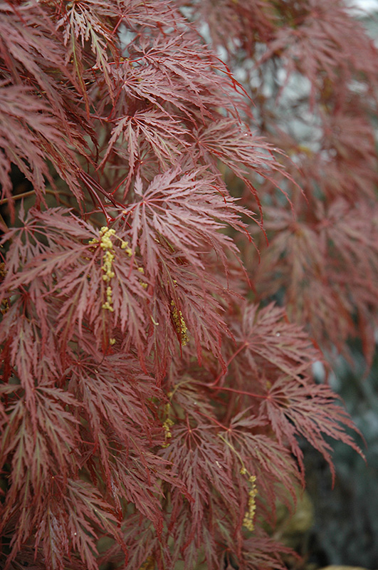 Inaba Shidare Cutleaf Japanese Maple (Acer palmatum 'Inaba Shidare') at Chalet Nursery