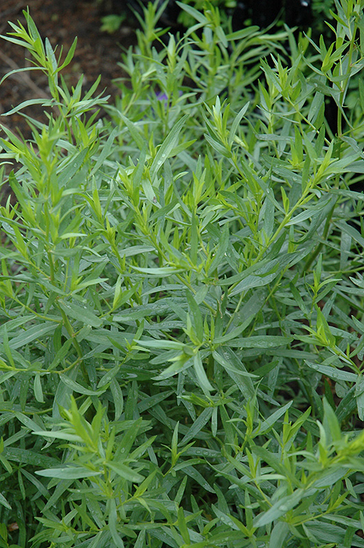 French Tarragon (Artemisia dracunculus 'Sativa') at Chalet Nursery