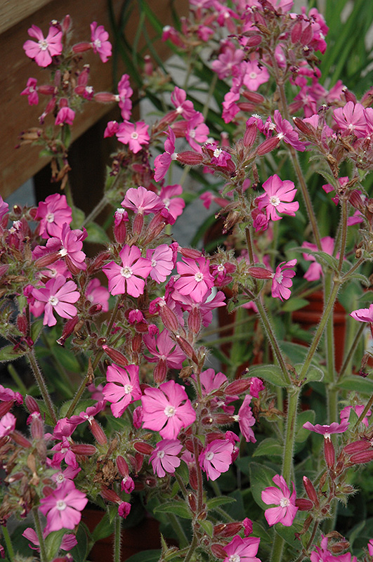 Rolly's Favorite Campion (Silene 'Rolly's Favorite') at Chalet Nursery